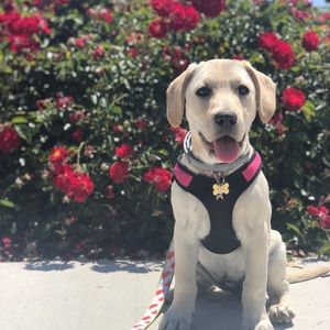 Meet your Posher, Jalen